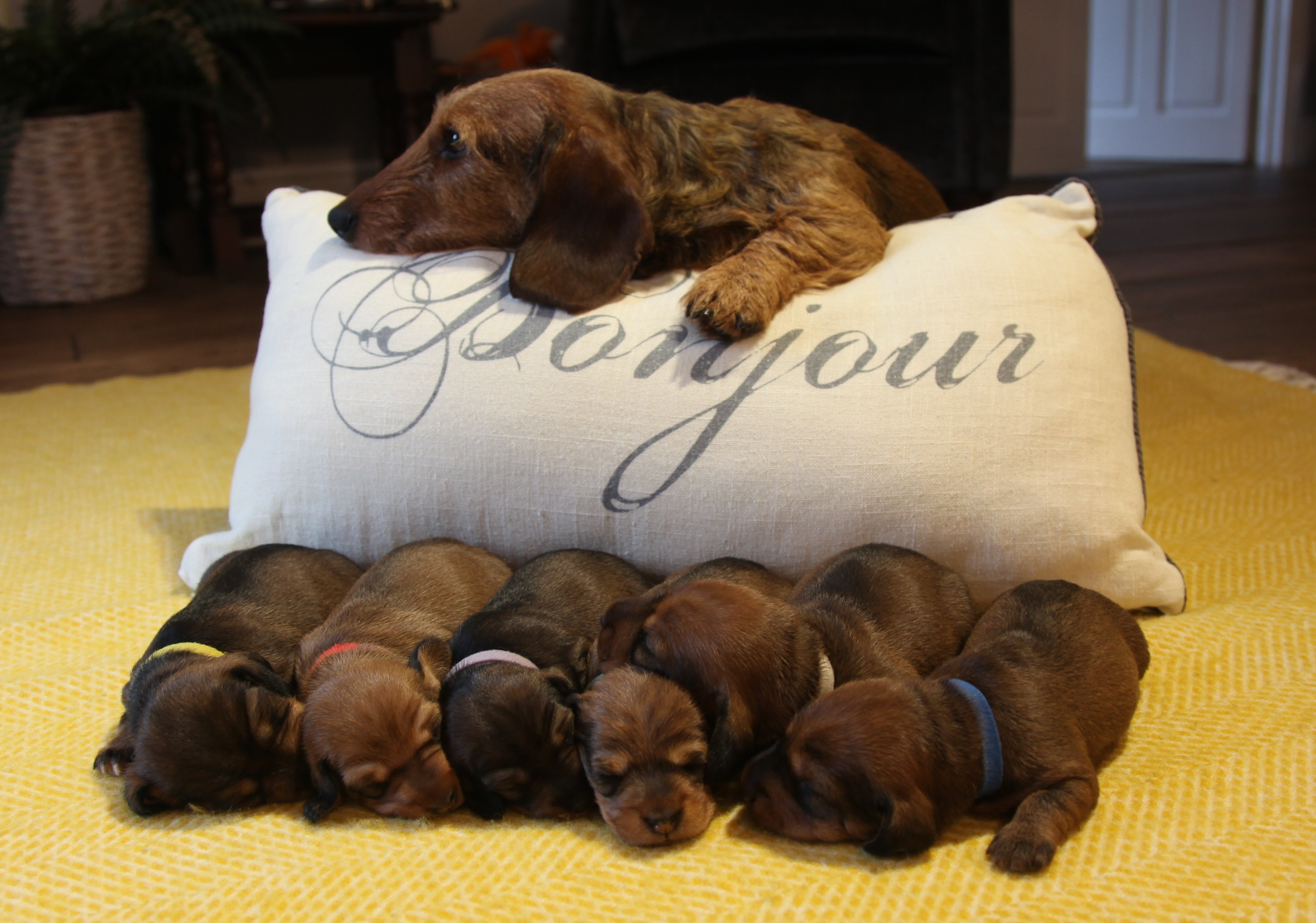 Puppies: Week 2