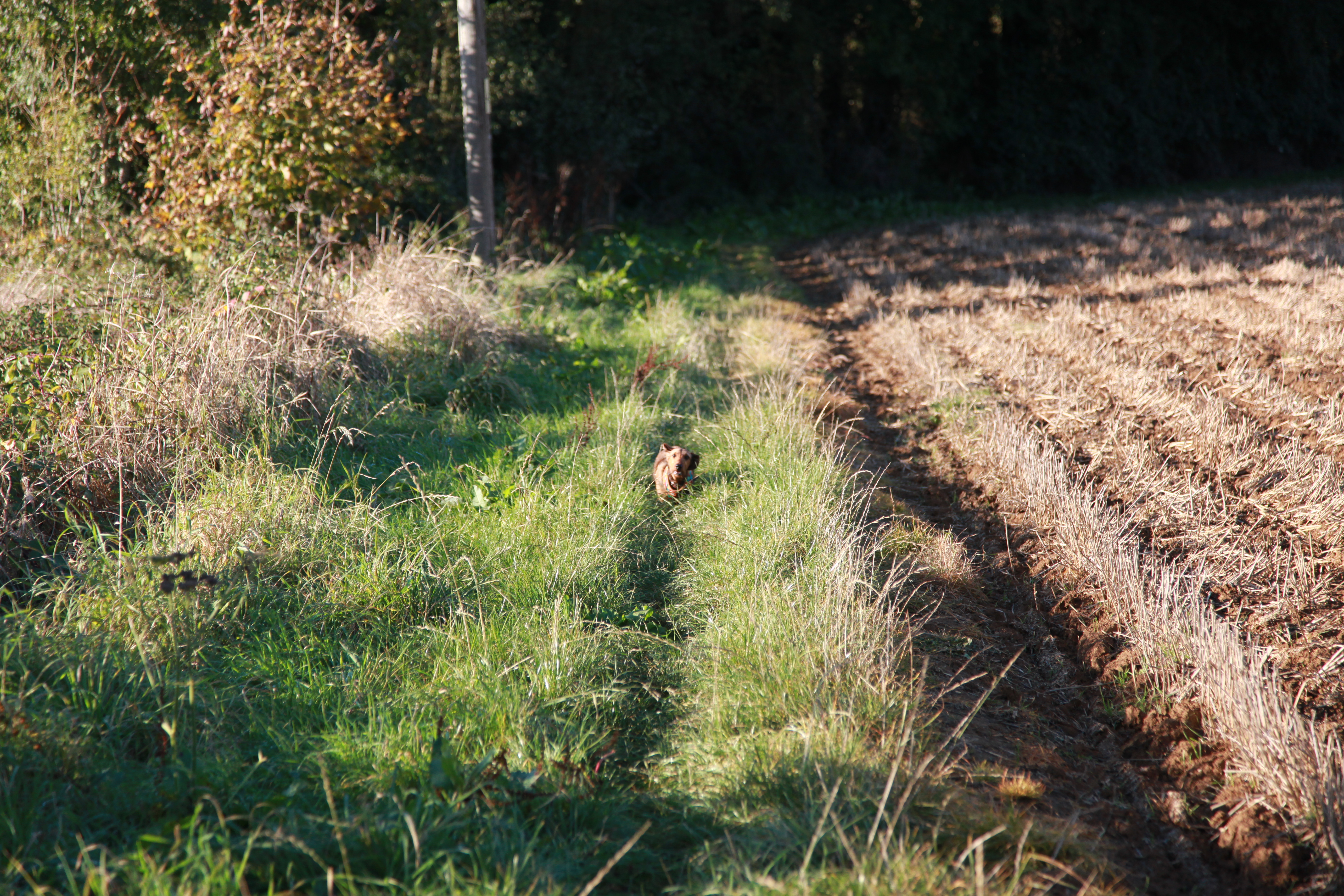Woodland Adventure